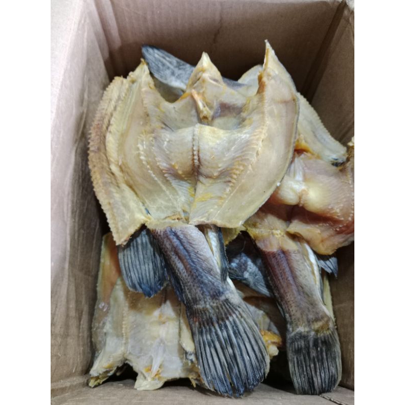 

ikan gabus jumbo dagong tebal