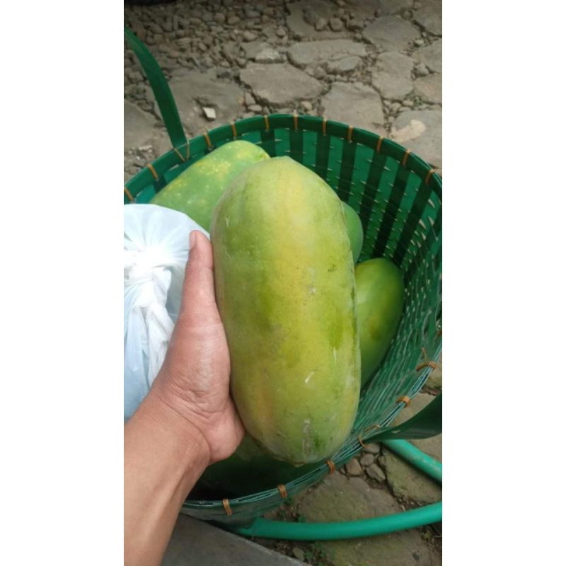 

Pepaya Mengkal California || Pepaya muda/Pepaya Rujak