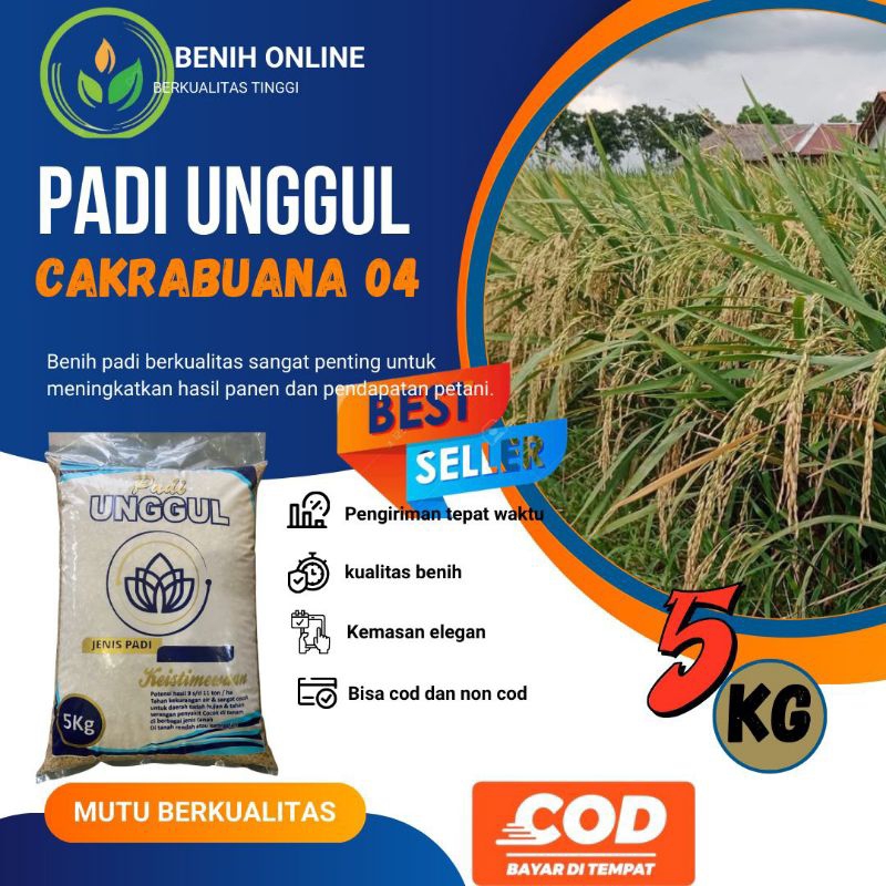 padi unggul Cakrabuana 04 kemasan 5kg