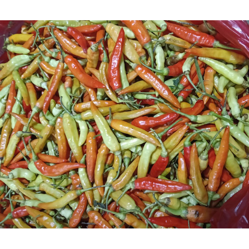 cabe rawit jenis asmoro