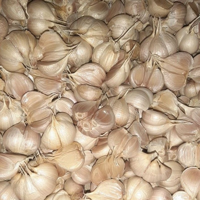 

bawang putih kating super