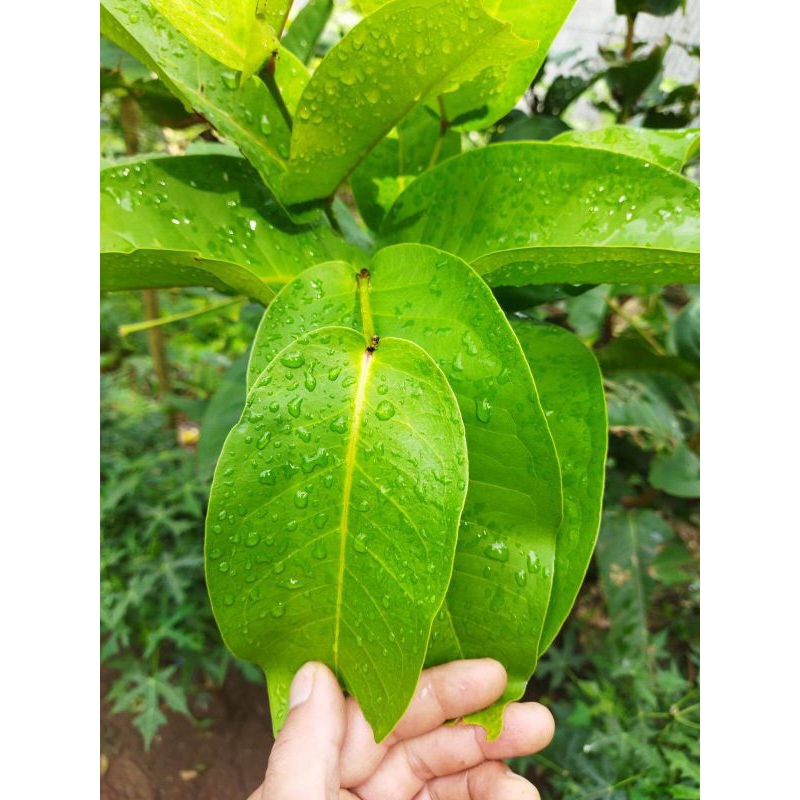 

500gr daun jambu Air segar non pestisida