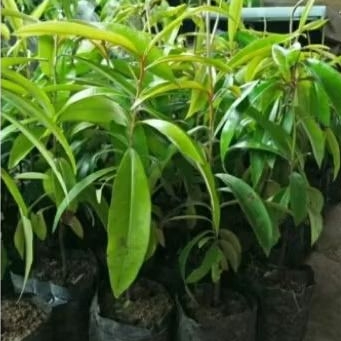 bibit kayu hitam eboni