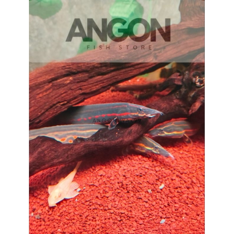 Sili api / Fire ell (Hiasan Aquarium)