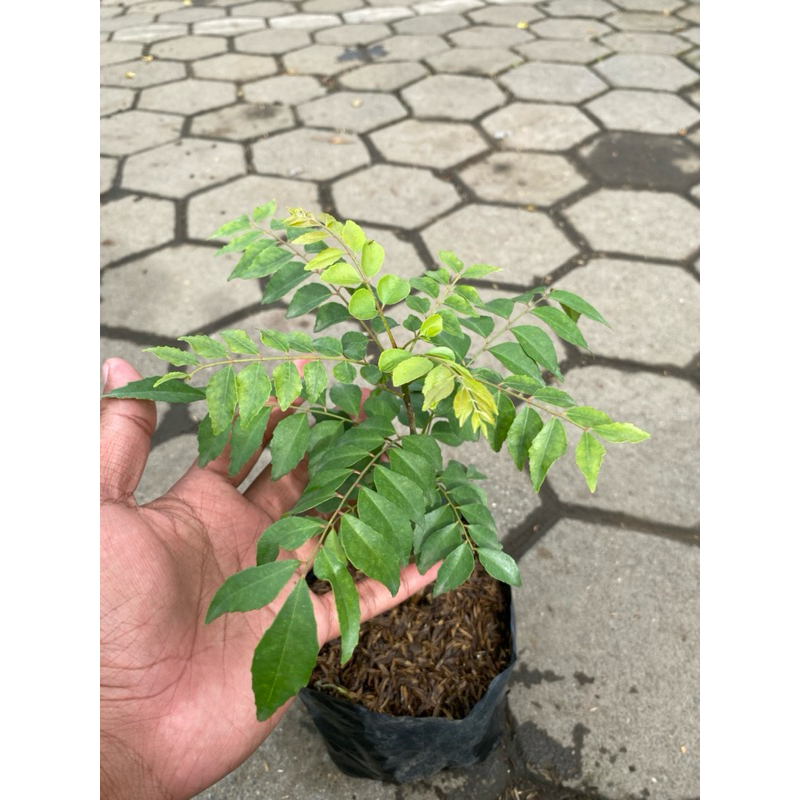 Daun Kari, Bibit Tanaman Daun Kari Berkualitas