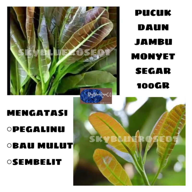 

HERBAL PUCUK DAUN JAMBU METE 100gr