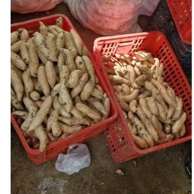 

UBI MADU CILEMBU MENTAH