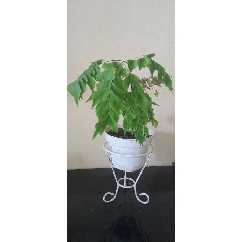 suplir belimbing compacta