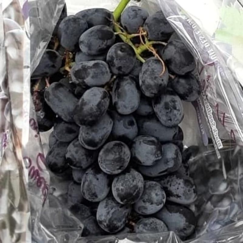 

buah Anggur hitam/black autumn seedless(tanpa biji)1000 gram