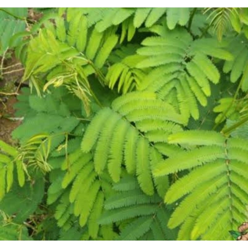 

Daun kaliandra merah segar 500 gram pilihan-az