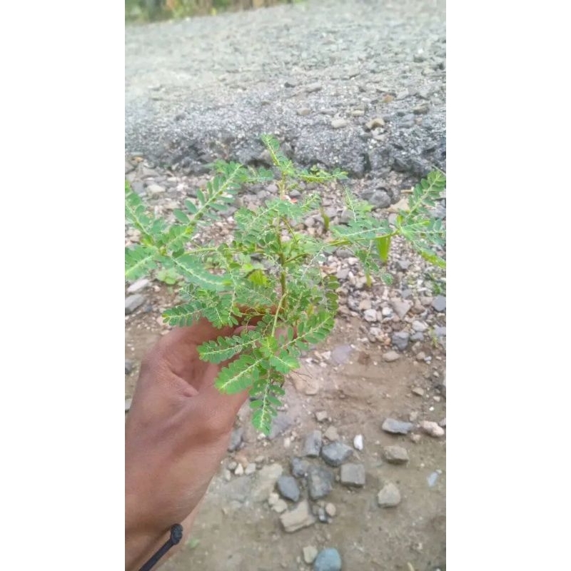 

Daun Cinta Buah