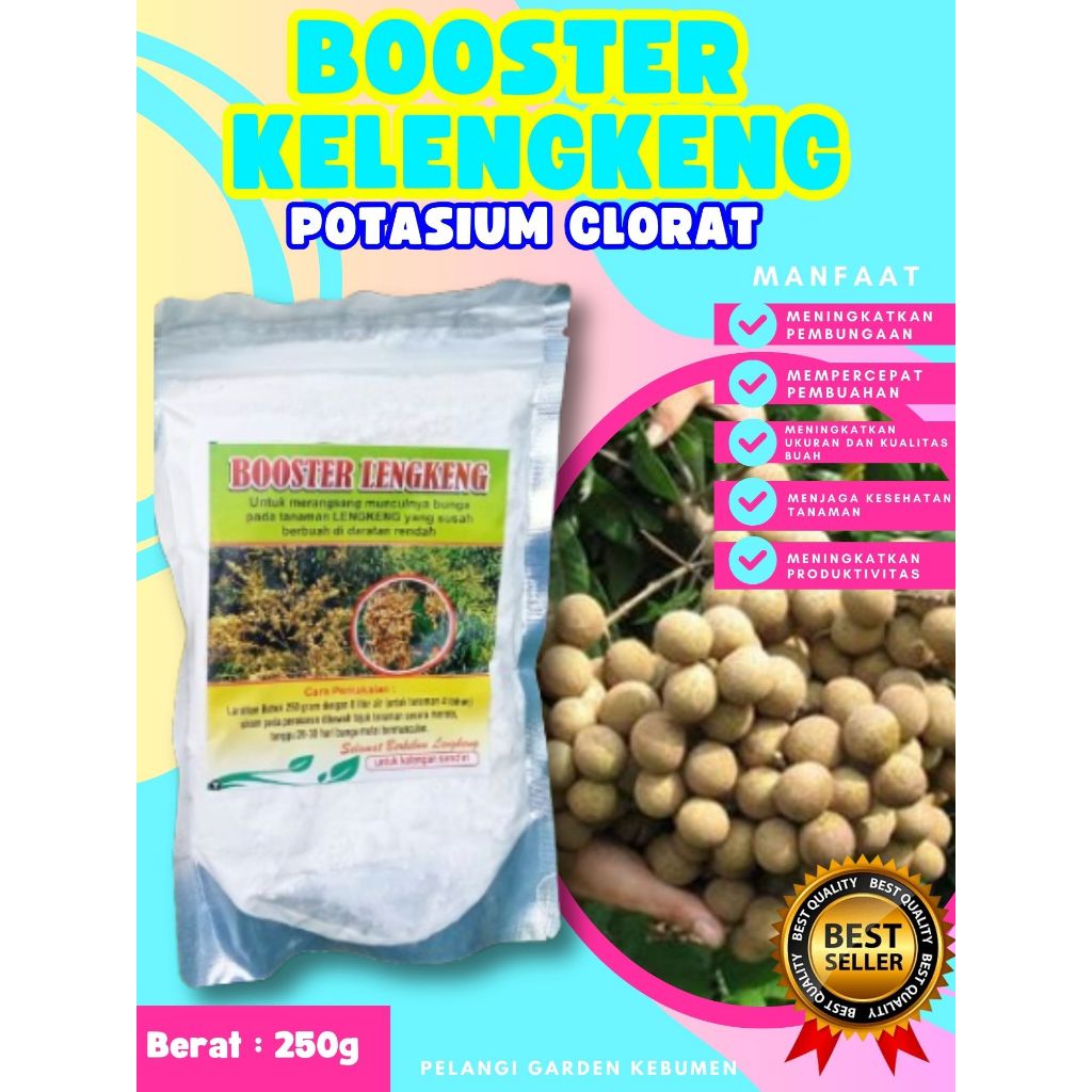 KUALITAS TERBAIK ! Booster Kelengkeng Matalada Berbuah, Booster Kelengkeng Merah Cangkok Berbuah, Bo