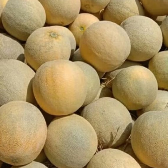 

buah melon madu fresh 1,8-2kg