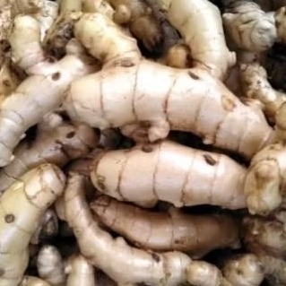 

1kg temu putih asli 100%