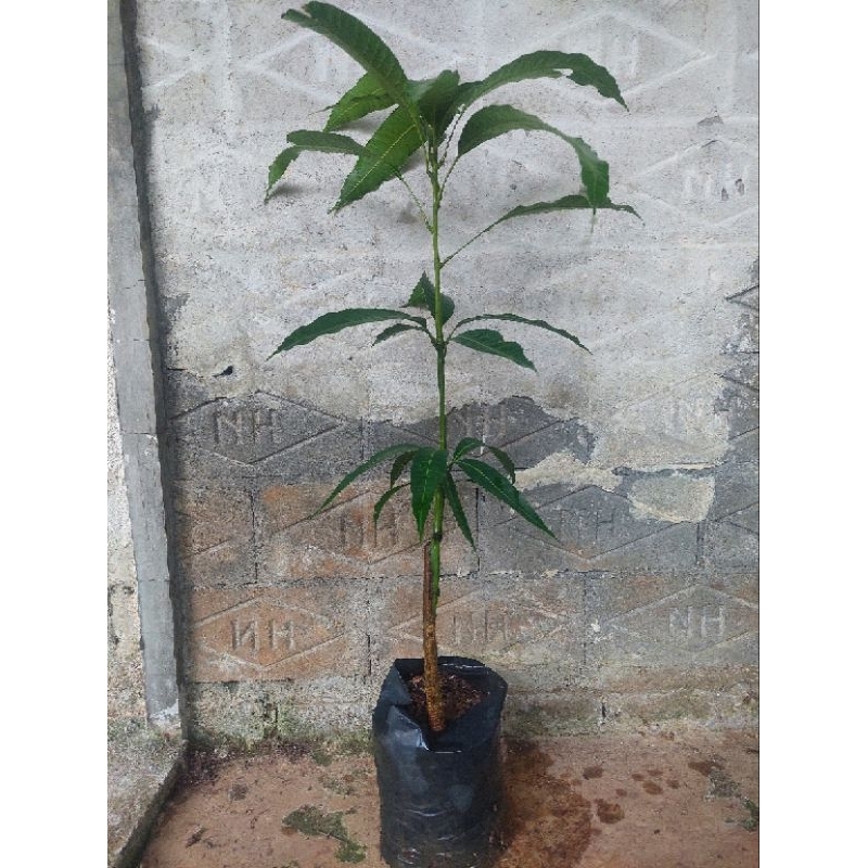 

Mangga golek india