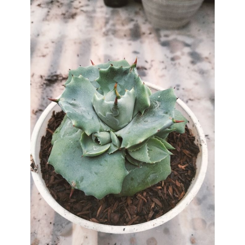 Agave Shoherojin Blue