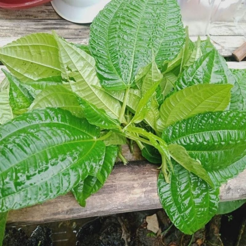 

Daun Lalapan Pohpohan Alami netto 350 gram