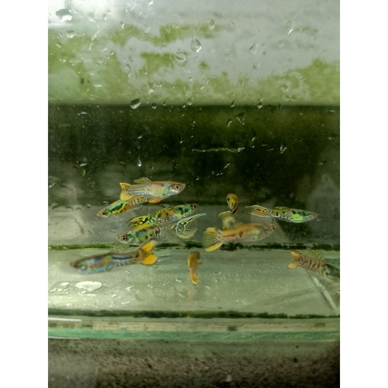 yellow jacket tiger endler guppy mini