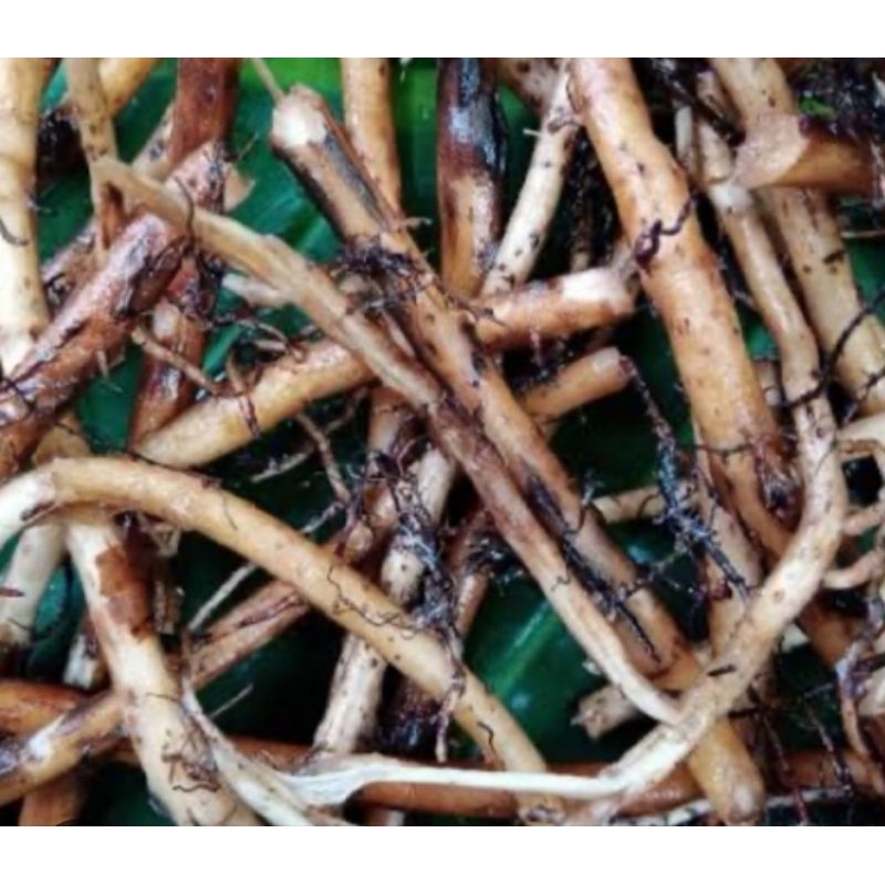 

Akar pisang raja akar pohon pisang raja segar 250 gram-az