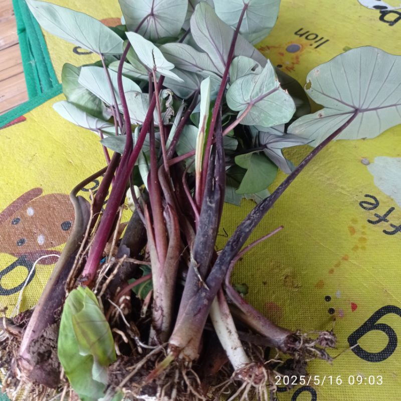 Benih umbi ungu  talas hitam per 10 tangkai