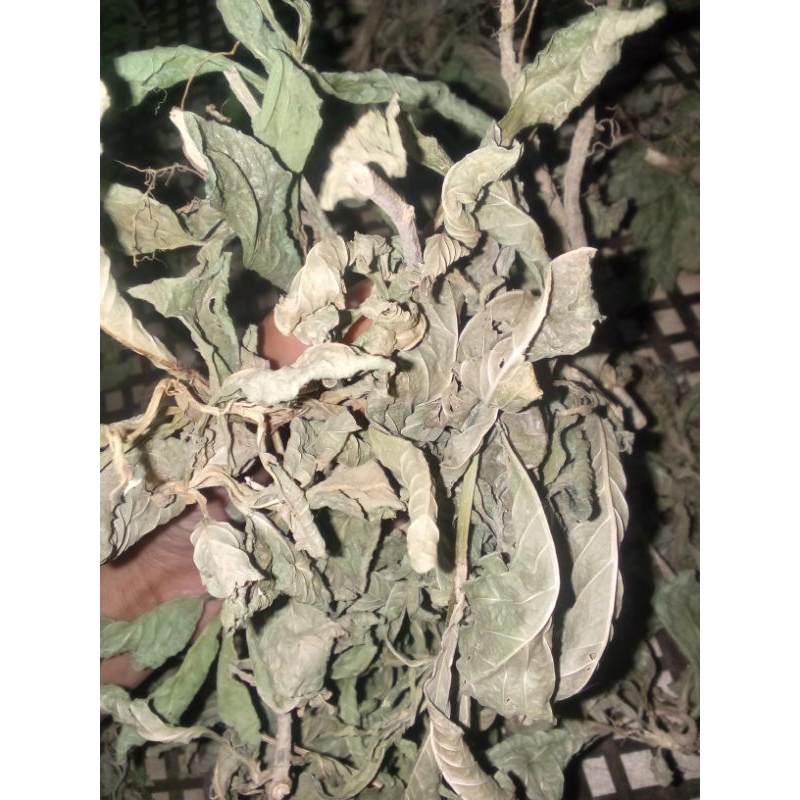 

Daun tapak liman kering 50 gram