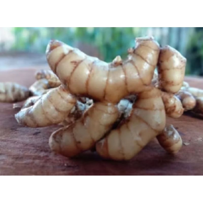 

kunyit putih temu temuan berkualitas 1000 gram