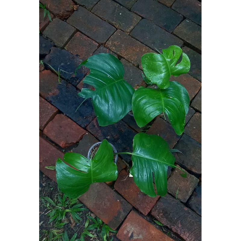 Tanaman hias Epipremnum skeleton key