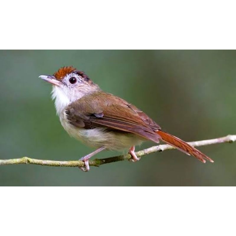 BURUNG KECIL CIKRAK MAHKOTA JANTAN