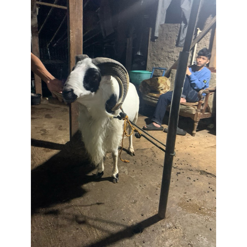 domba qurban jumbo
