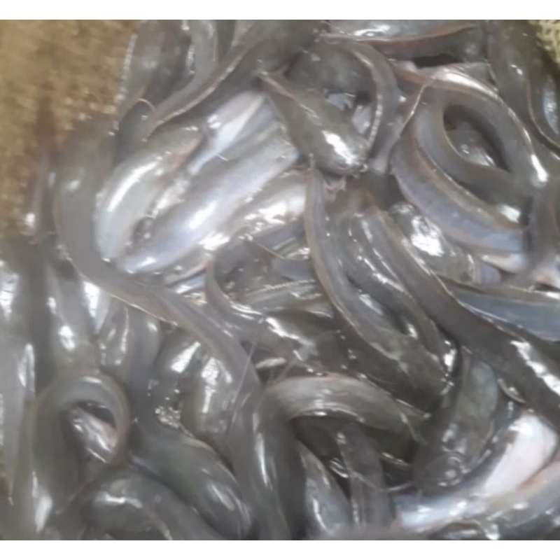 BIBIT LELE SANGKURIANG UKURAN 10-11 CM PER 100 EKOR