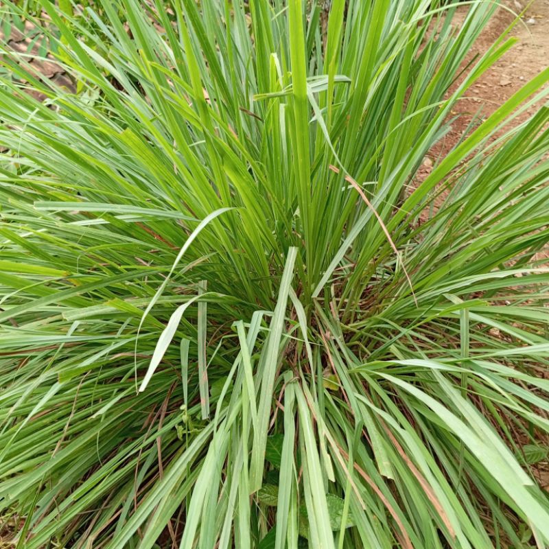 

Jual daun sereh serai sayur segar 1 kg