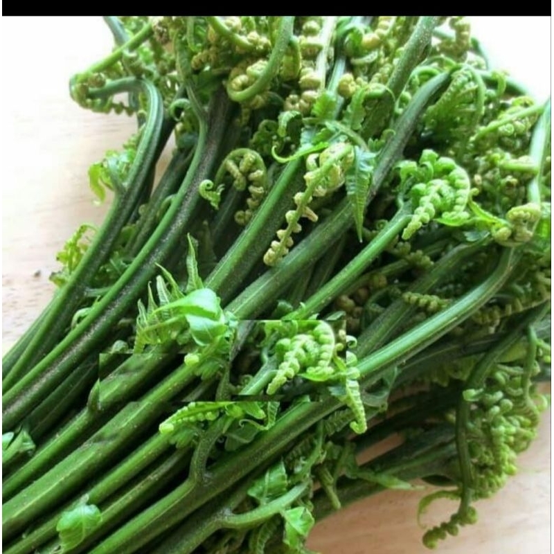 

sayur pskis segar 1 ikat