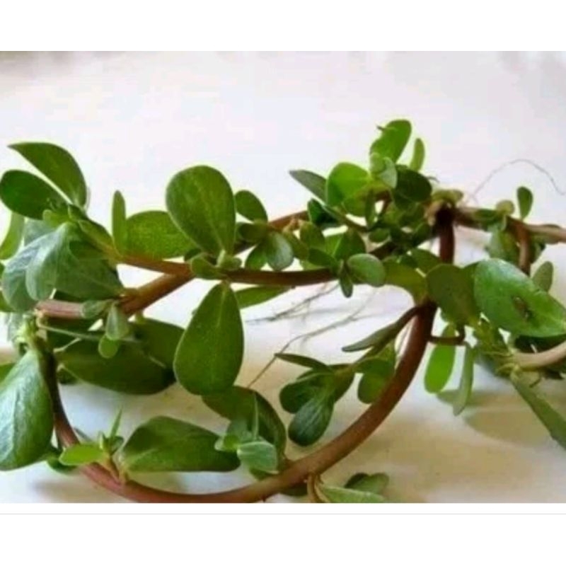 

krokot | kerokot | obat herbal jantung | daun kerokot segar 500g