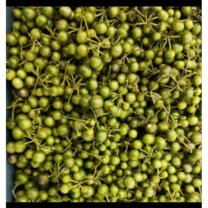 

Lenca leunca fresh per 1kg free packing kardus