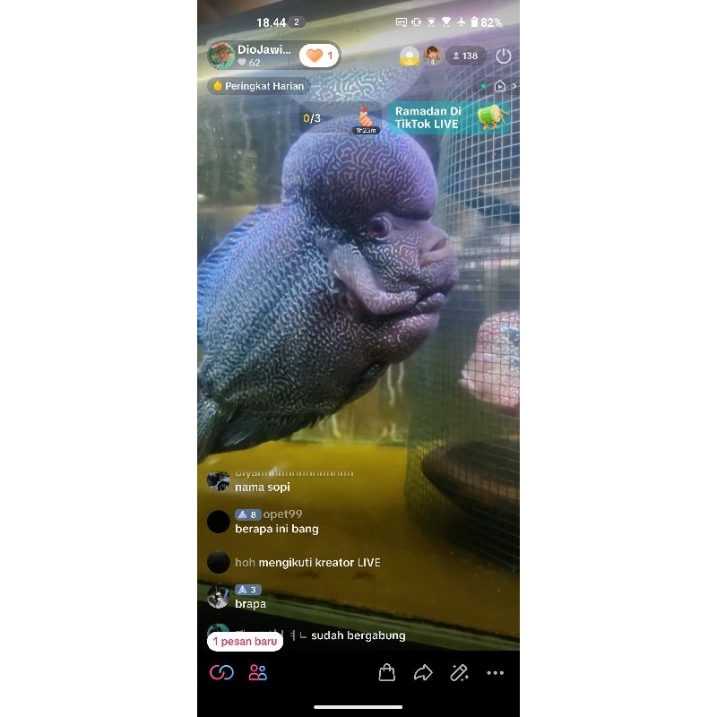 Paket Burayak Louhan 10 ekor cencu jenong