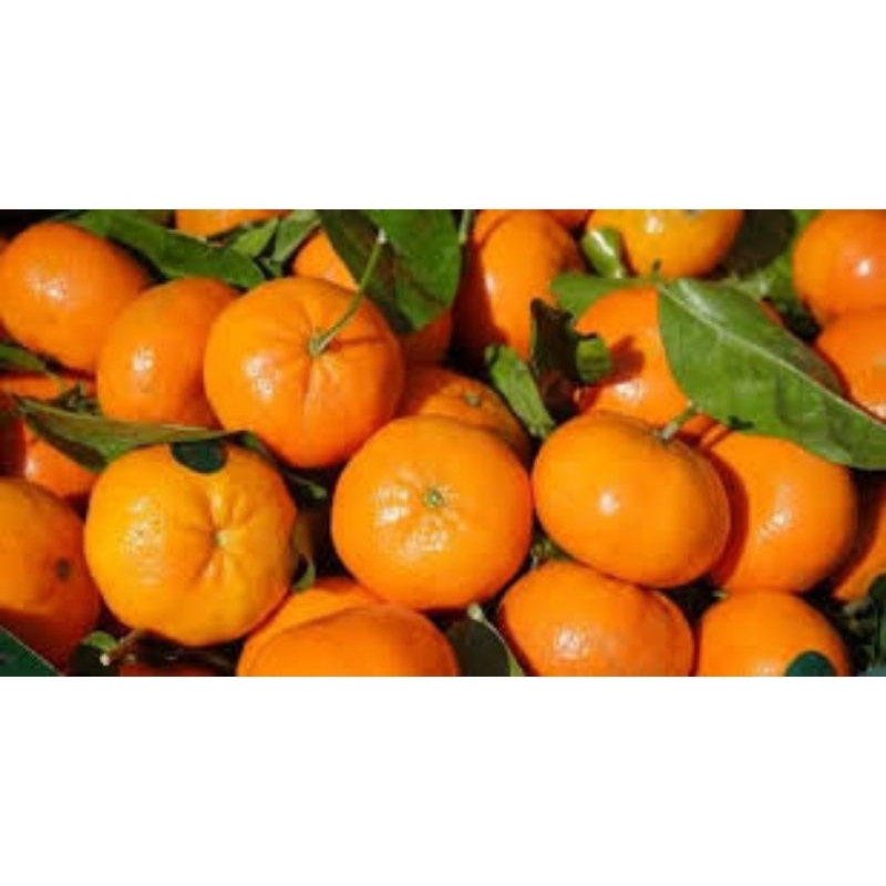 

buah jeruk mandarin by jawarapasar