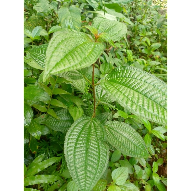 

Daun harendong segar 100 gram-Herbal Tradisional