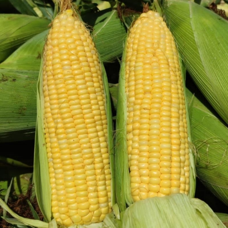 

jagung manis harga/1kg siap untuk di rebus maupun di bakar