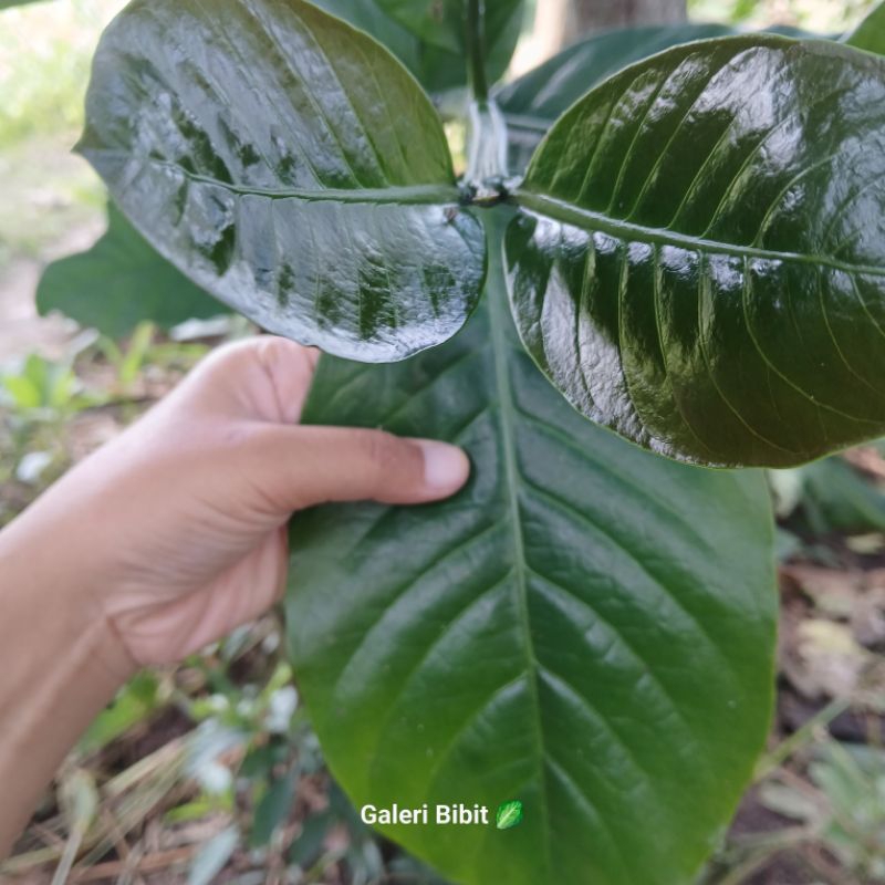 

500gr DAUN KOPI SEGAR LANGSUNG PETIK