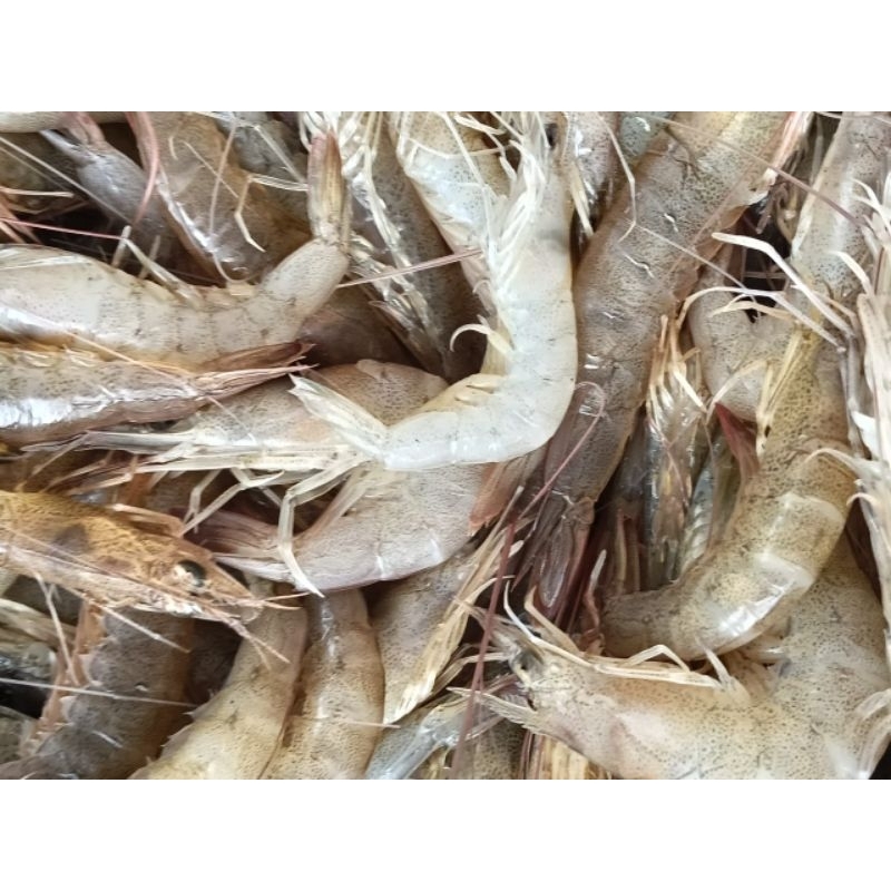 

Udang api segar / udang api 1kg super besar