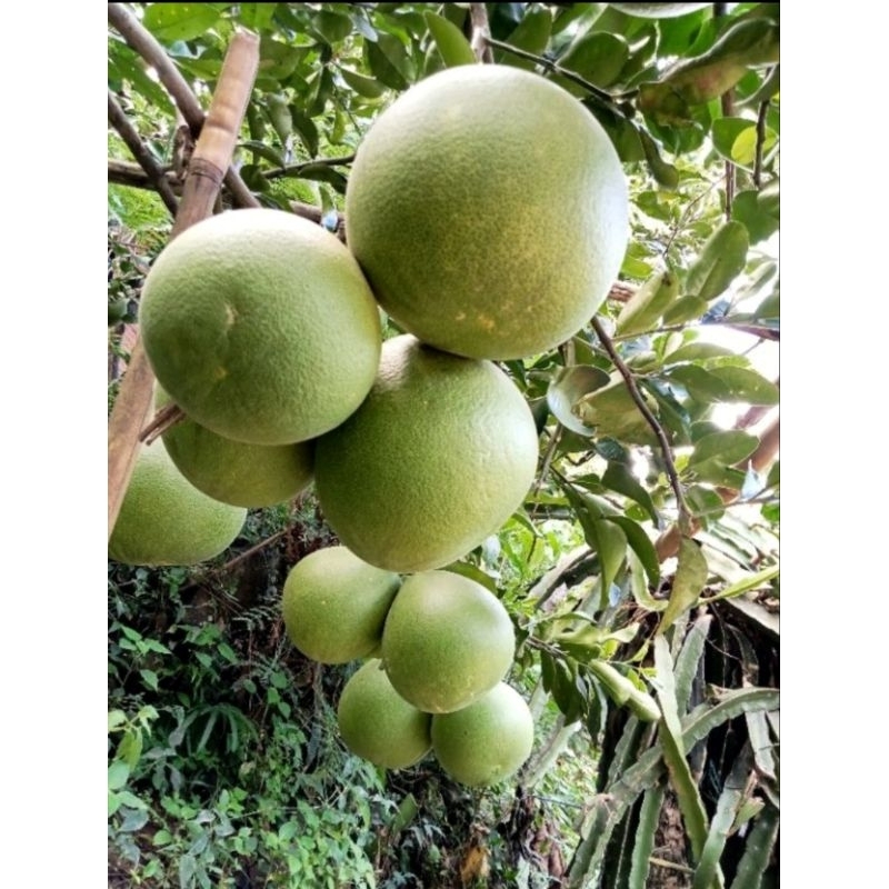 

jeruk pamelo madu berat 2kg jumbo super premium