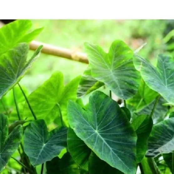 

talas lompong10pcs readi siap kirim