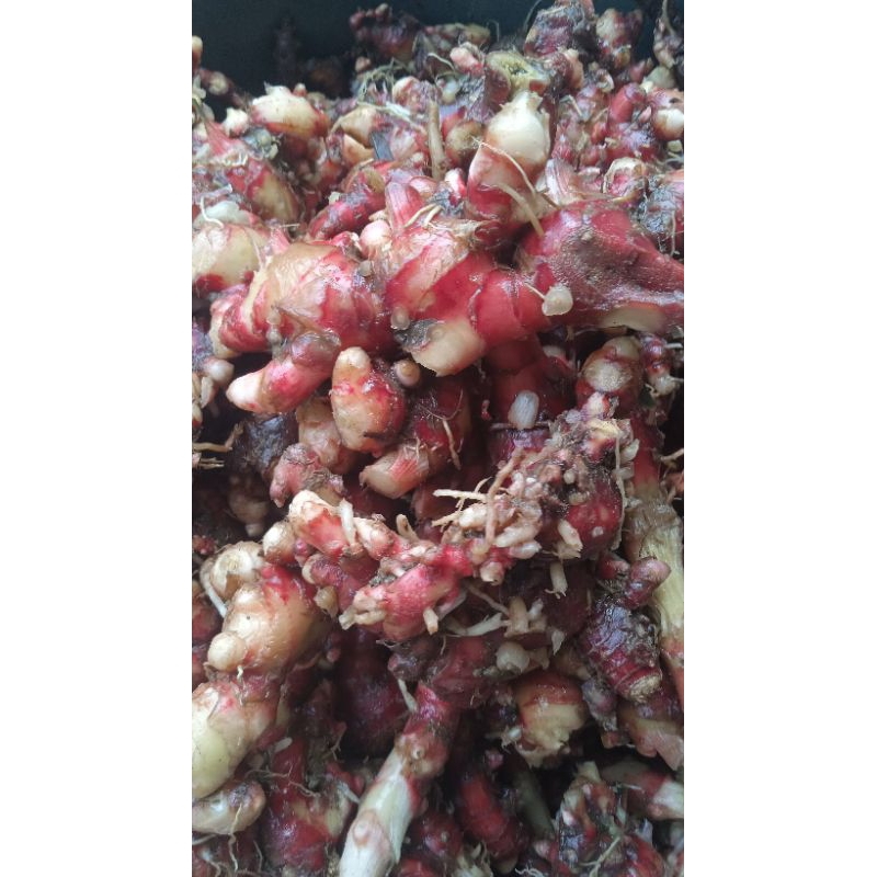 

Jahe merah segar cuci bersih 1kg