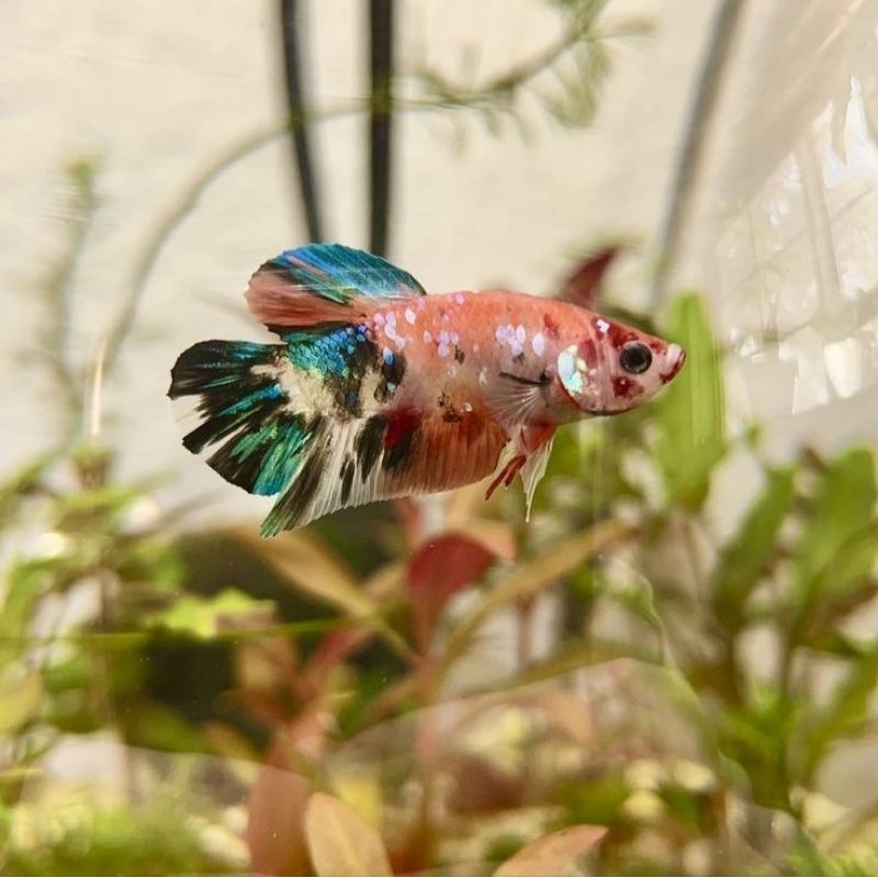 Hiasan Akuarium line Avatar Cupang moon Betta Fish Grade A+ | Limited Silver Black White Ghost