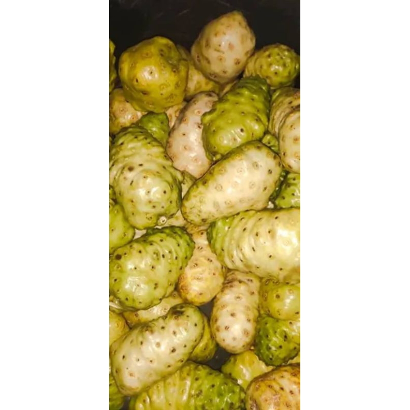 

BENTIS(Mengkudu)