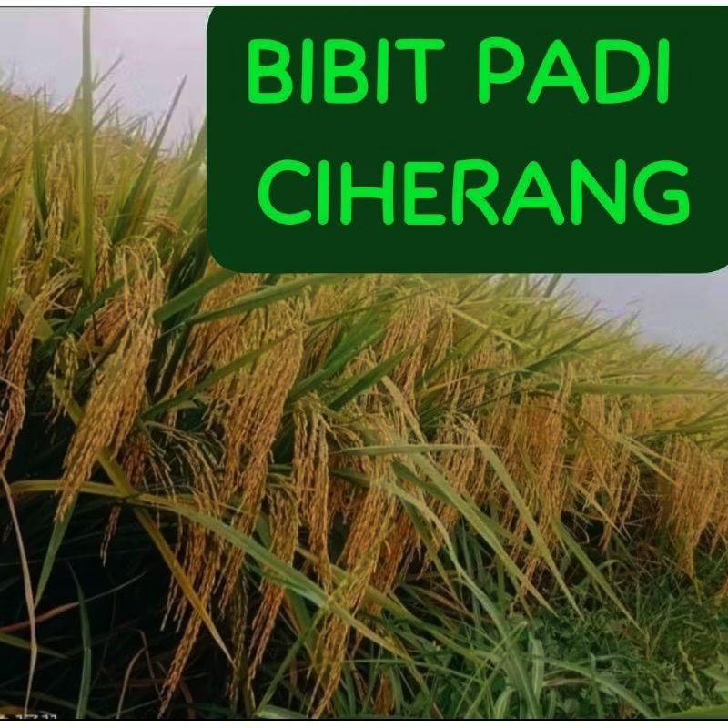 BENIH PADI CIHERANG MENTES 5KG HARGA BERSAHABAT