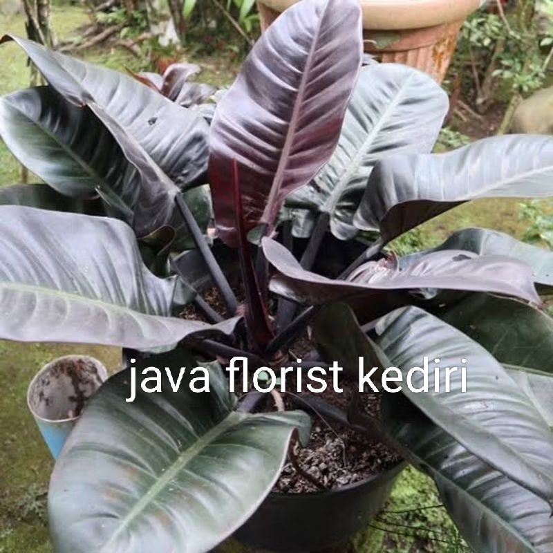 ( BARUU BISA COD) Tanaman hias philodendron black cardinal /Asli bergaransi