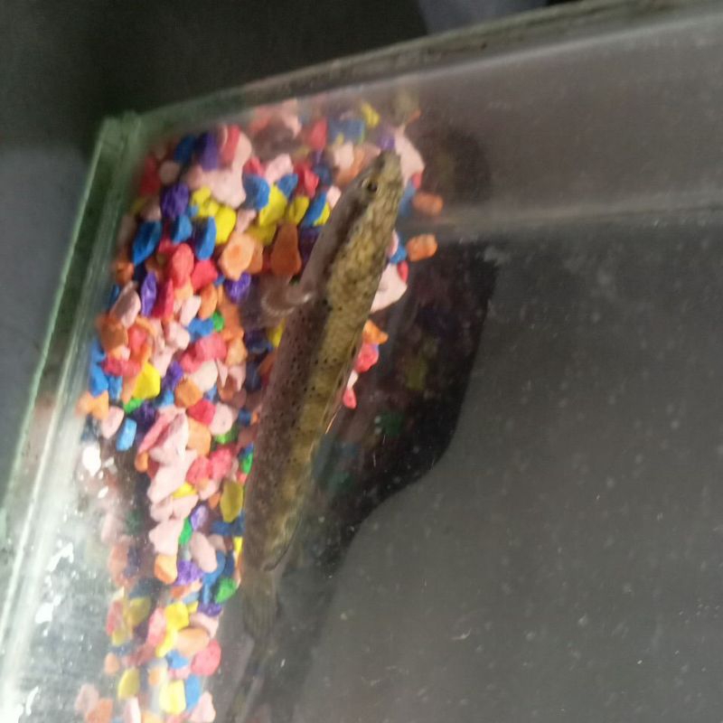 Ikan Channa Pulchra dan Ikan Guffy Red