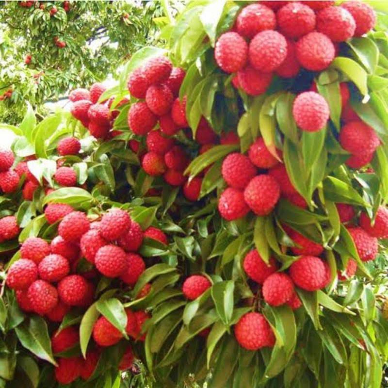 bibit buah leci merah pohon leci hasil cangkok ukuran besar