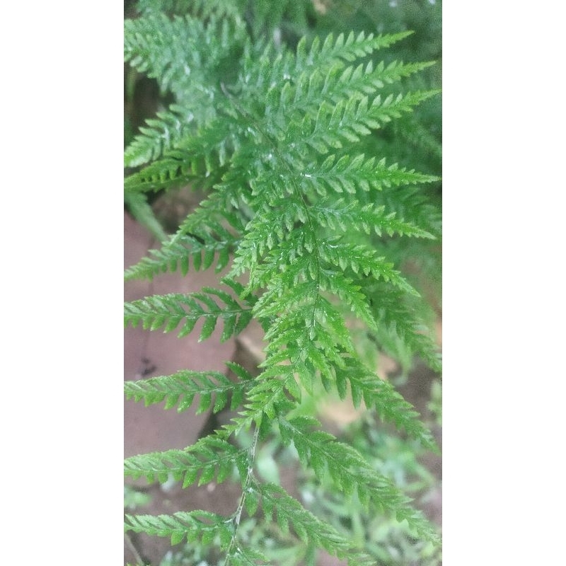 Daun Pakis bahan ecoprint cocok untuk ecoprint